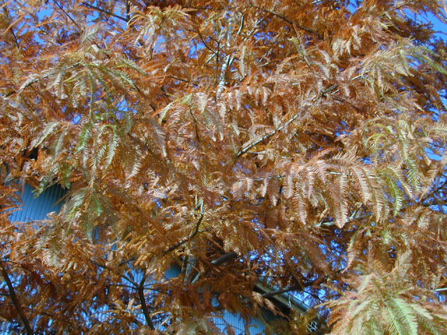 Taxodium distichum (Bald cypress) #11969