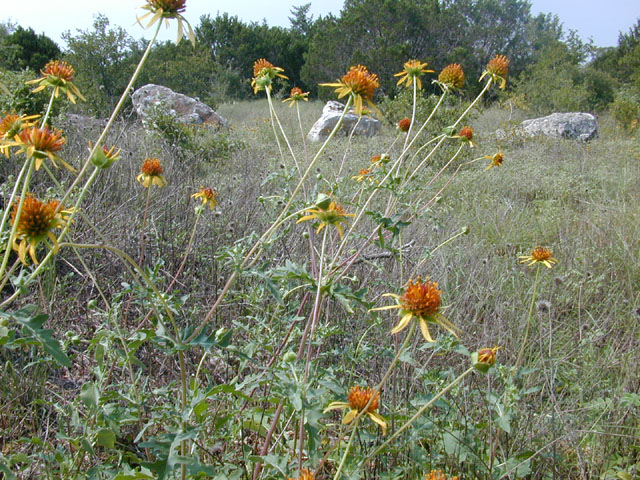 Tetragonotheca texana (Squarebud daisy) #11781