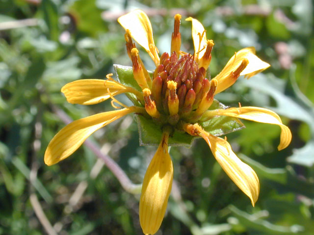 Tetragonotheca texana (Squarebud daisy) #11782