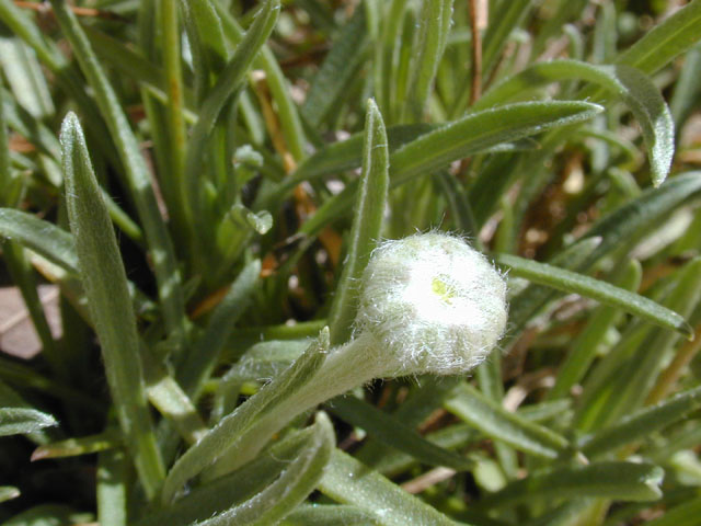 Tetraneuris scaposa var. scaposa (Four-nerve daisy) #11793