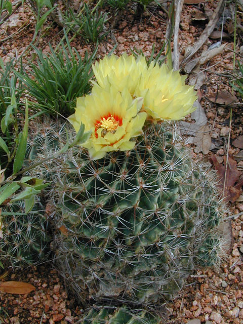 Thelocactus setispinus (Miniature barrel cactus) #11896