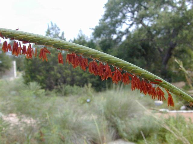 Tripsacum dactyloides (Eastern gamagrass) #12465