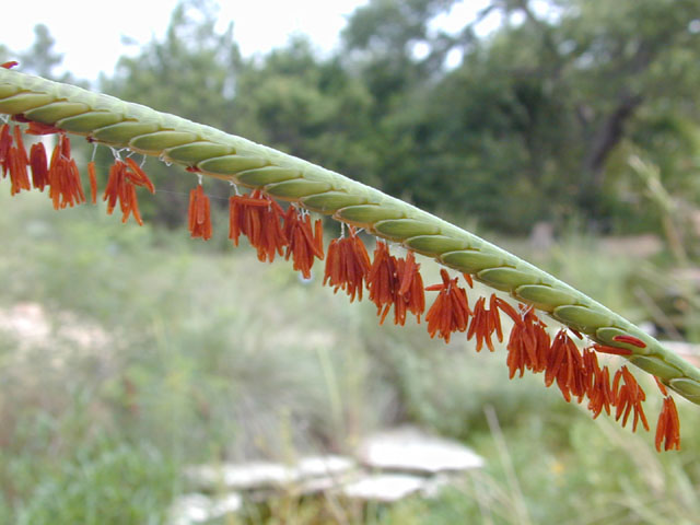 Tripsacum dactyloides (Eastern gamagrass) #12466