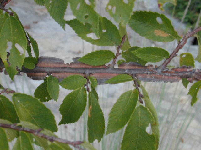 Ulmus alata (Winged elm) #12677