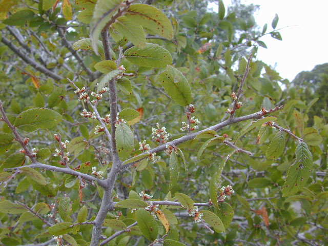 Ulmus crassifolia (Cedar elm) #12705