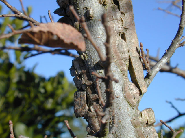 Ulmus crassifolia (Cedar elm) #12706
