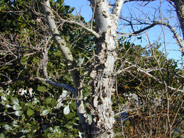 Ulmus crassifolia (Cedar elm) #12707