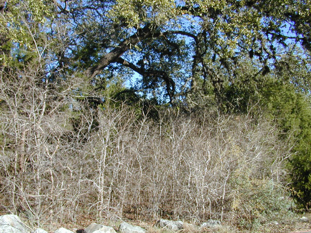 Ulmus crassifolia (Cedar elm) #12708