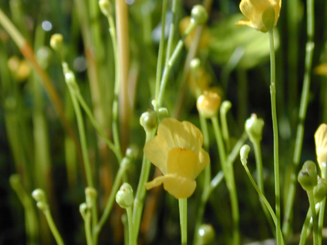 Utricularia gibba (Humped bladderwort) #12175