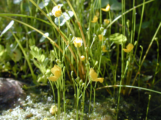 Utricularia gibba (Humped bladderwort) #12176