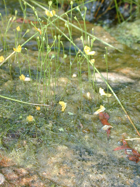 Utricularia gibba (Humped bladderwort) #12179