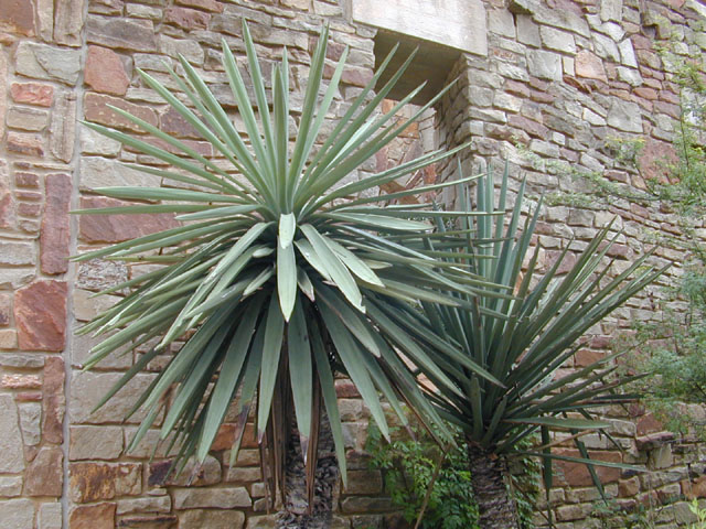 Yucca treculeana (Spanish dagger) #11567