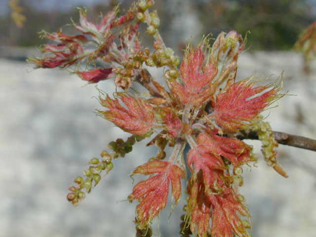 Quercus buckleyi (Texas red oak) #12748