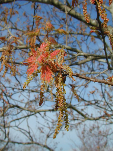 Quercus buckleyi (Texas red oak) #12749