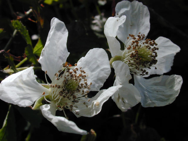 Rubus trivialis (Southern dewberry) #12759