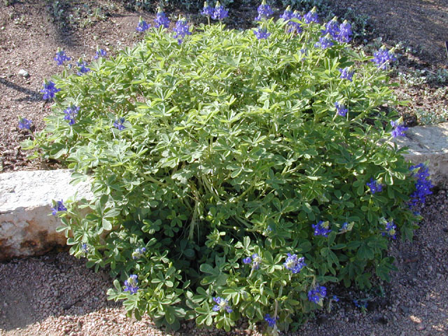 Lupinus texensis (Texas bluebonnet) #12761
