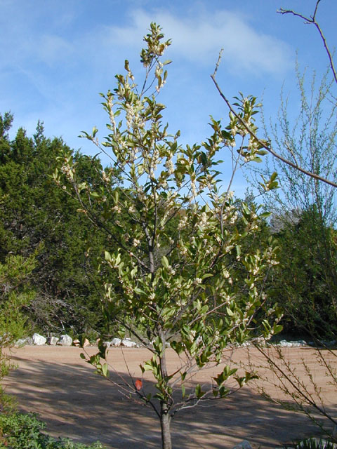 Prunus caroliniana (Carolina cherry-laurel) #12766