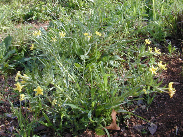 Lithospermum incisum (Fringed puccoon) #12769