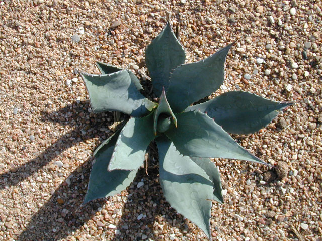 Agave havardiana (Havard's century plant) #12774