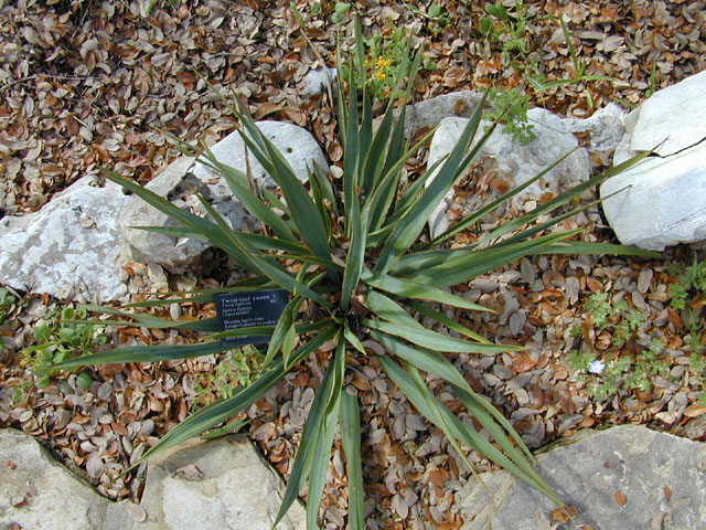 Yucca rupicola (Twistleaf yucca) #12791