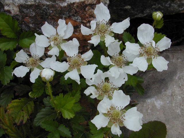 Rubus trivialis (Southern dewberry) #12803