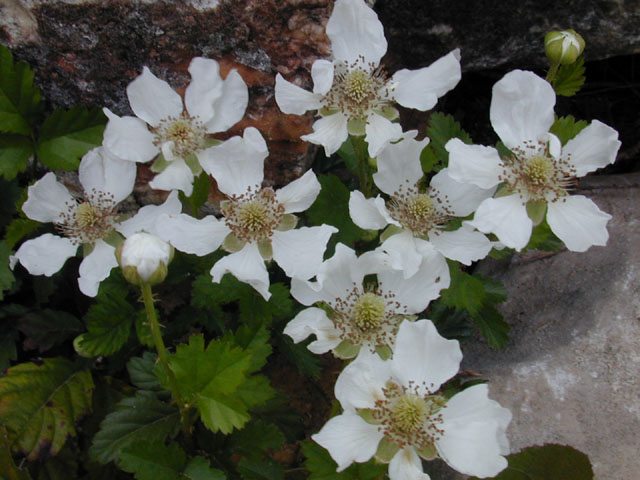Rubus trivialis (Southern dewberry) #12804