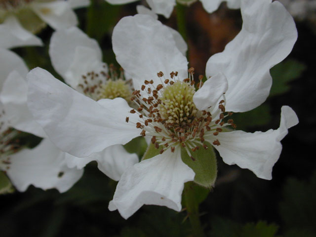 Rubus trivialis (Southern dewberry) #12805