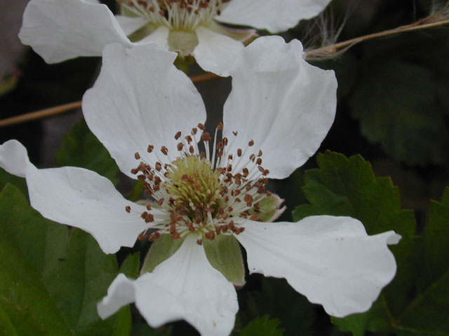 Rubus trivialis (Southern dewberry) #12806
