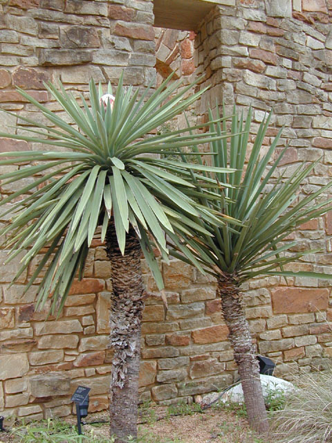 Yucca treculeana (Spanish dagger) #12808