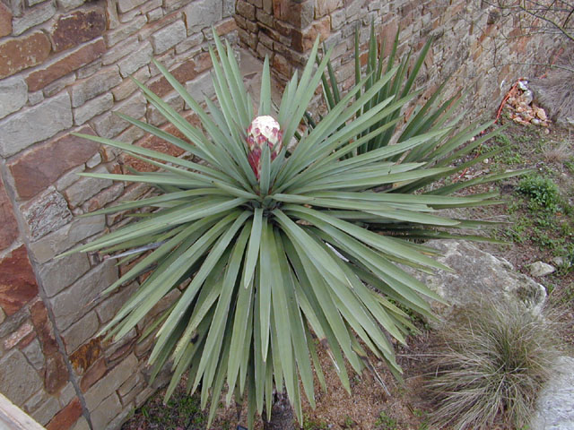 Yucca treculeana (Spanish dagger) #12809