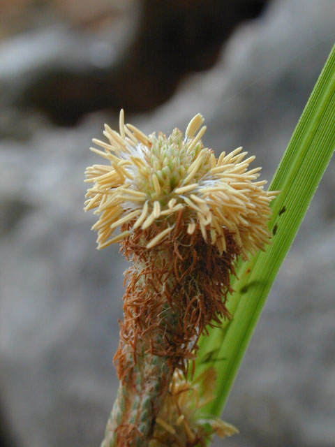 Carex emoryi (Emory's sedge) #12815