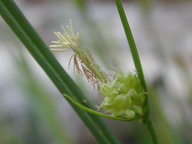 Carex blanda (Eastern woodland sedge) #12819