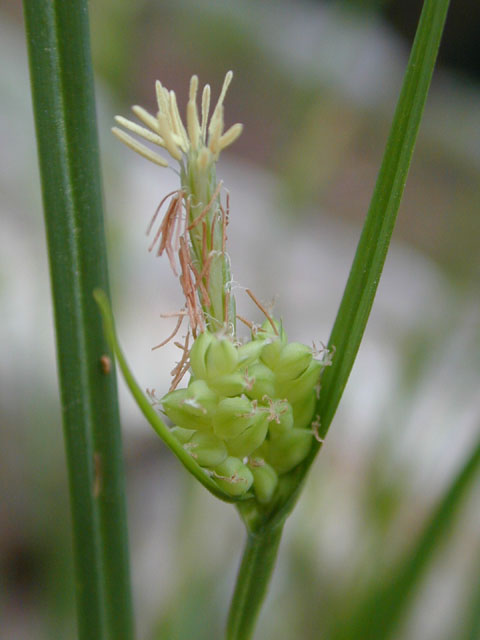 Carex blanda (Eastern woodland sedge) #12821