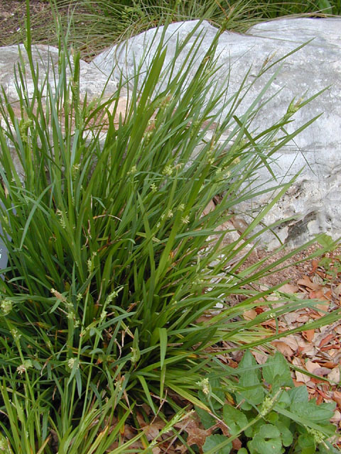 Carex blanda (Eastern woodland sedge) #12822