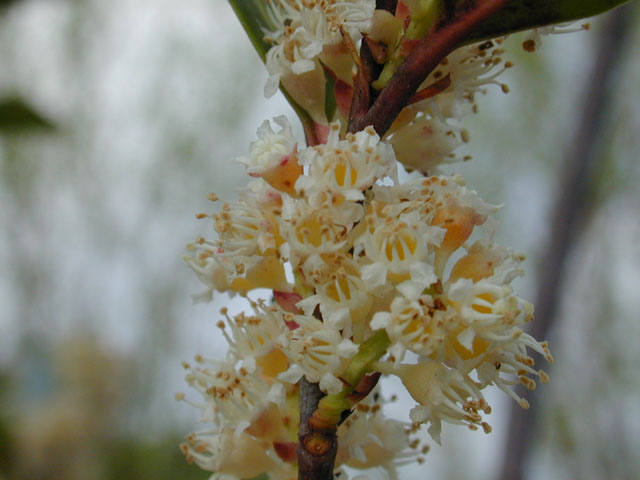 Prunus caroliniana (Carolina cherry-laurel) #12823