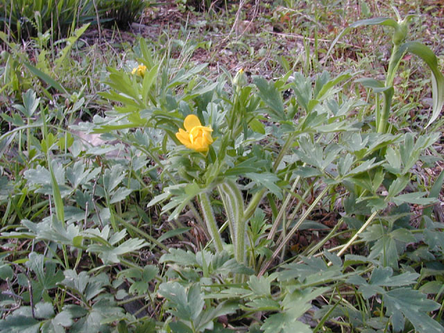 Ranunculus macranthus (Large buttercup) #12824