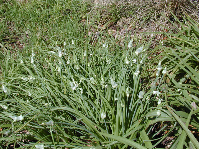Allium canadense var. canadense (Meadow garlic) #12832