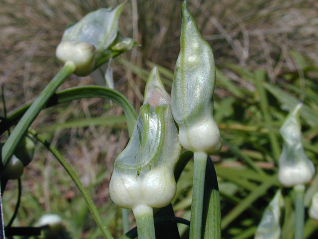 Allium canadense var. canadense (Meadow garlic) #12834