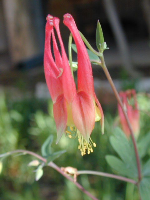 Aquilegia canadensis (Eastern red columbine) #12847