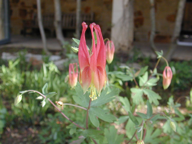Aquilegia canadensis (Eastern red columbine) #12848