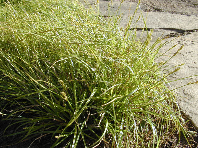 Carex texensis (Texas sedge) #12872