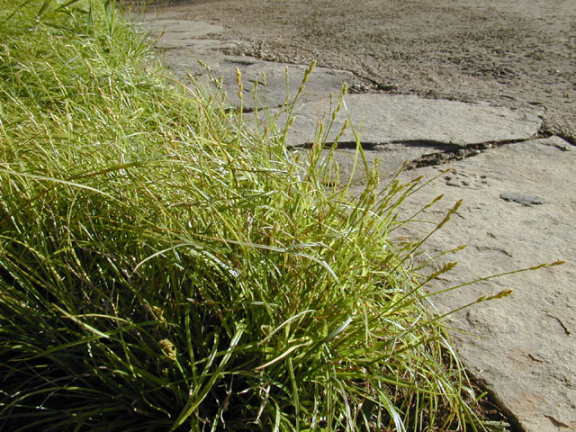 Carex texensis (Texas sedge) #12873