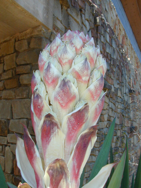 Yucca treculeana (Spanish dagger) #12888