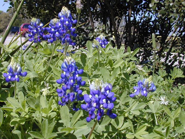Lupinus texensis (Texas bluebonnet) #12896