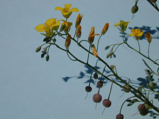 Lesquerella gracilis ssp. gracilis (Spreading bladderpod) #12898