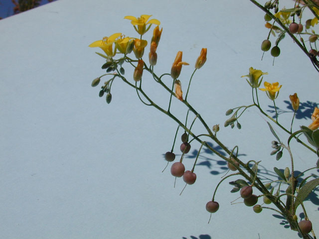 Lesquerella gracilis ssp. gracilis (Spreading bladderpod) #12899