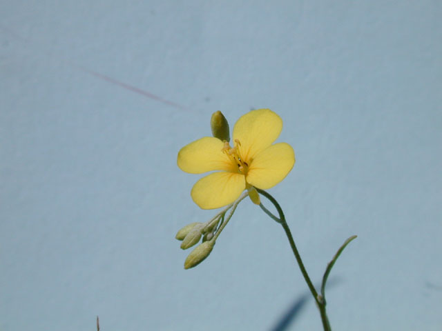 Lesquerella gracilis ssp. gracilis (Spreading bladderpod) #12906