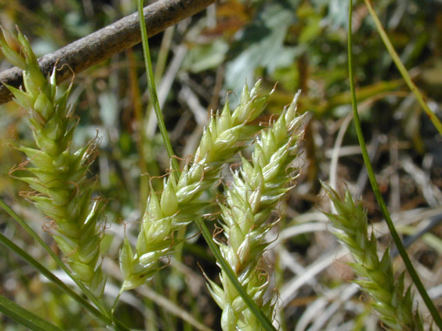 Carex cherokeensis (Cherokee sedge) #12917