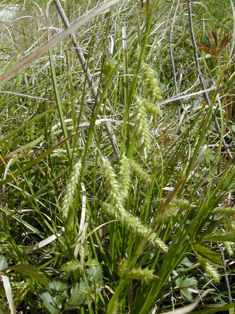 Carex cherokeensis (Cherokee sedge) #12918