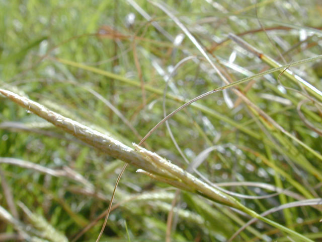 Carex cherokeensis (Cherokee sedge) #12919